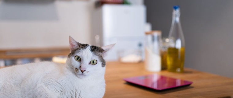 Huile de saumon pour chat